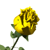 yellow_rose.gif